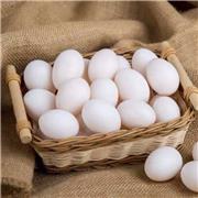食用鸽蛋 受精鸽蛋 青年鸽蛋 报价供应