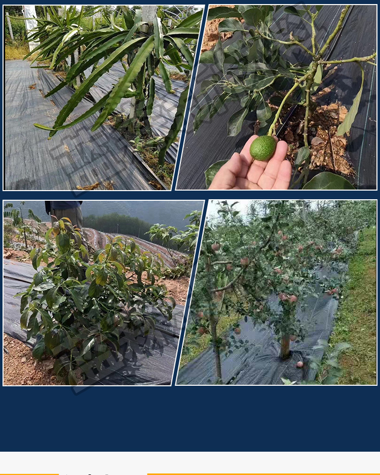 防草布_10.jpg