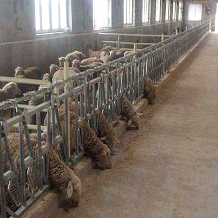 定制 智能牧业 肉羊养植技术 养羊场自动化设备