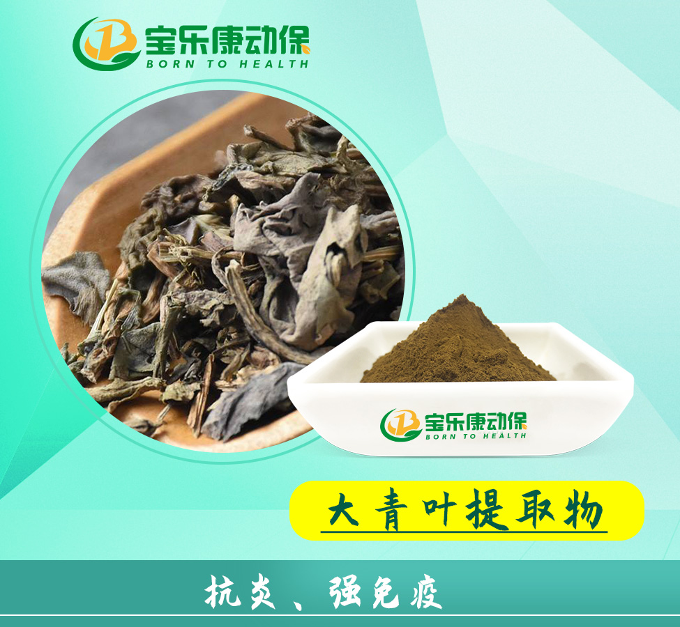 大青叶提取物.jpg