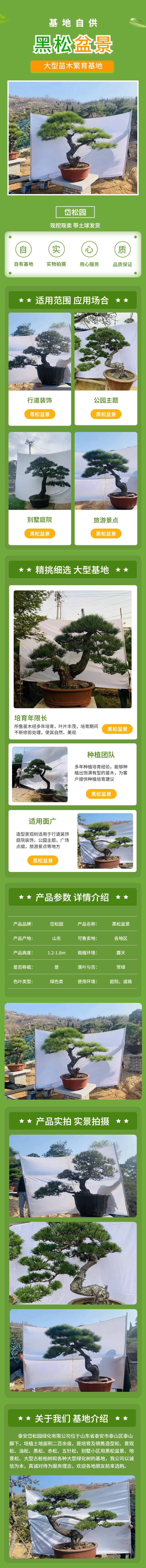 黑松盆景 岱松园.jpg