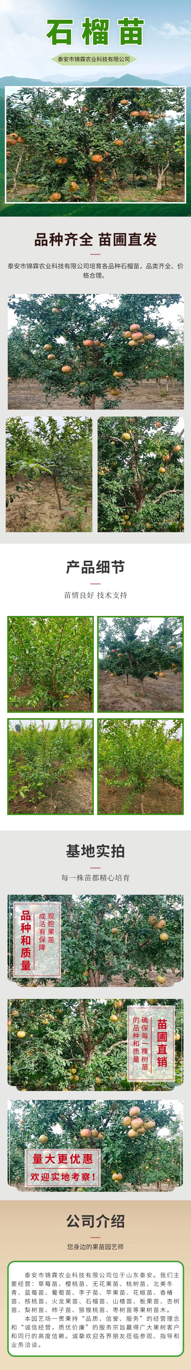 实景常规茶叶详情页_副本_副本_副本_副本.jpg