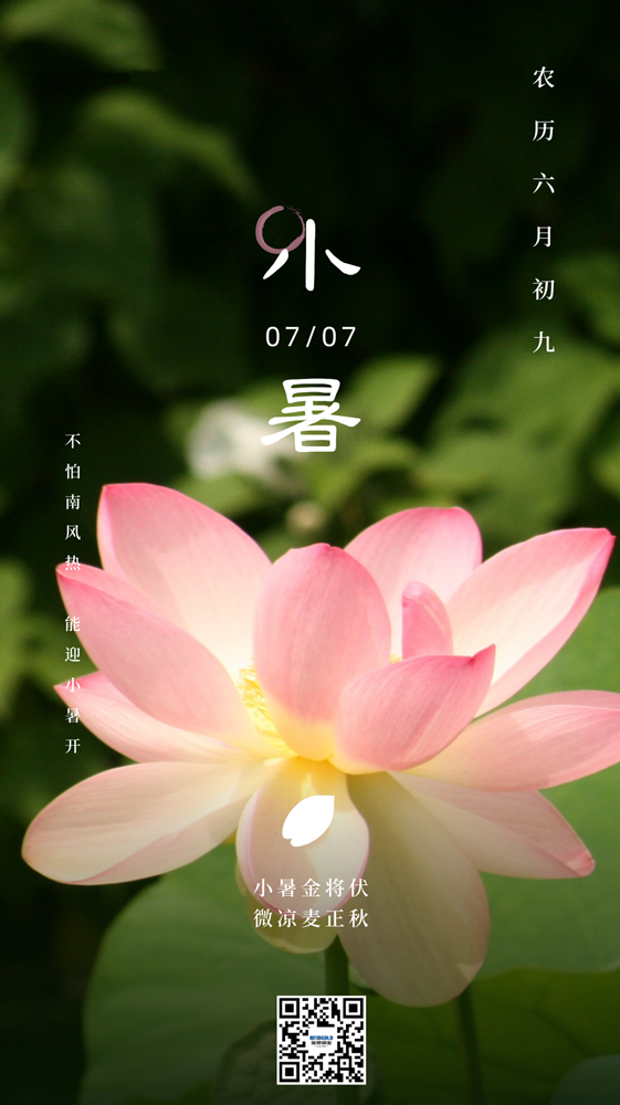 绿粉色荷花特写照片中式节气节日分享中文手机海报 (1).png