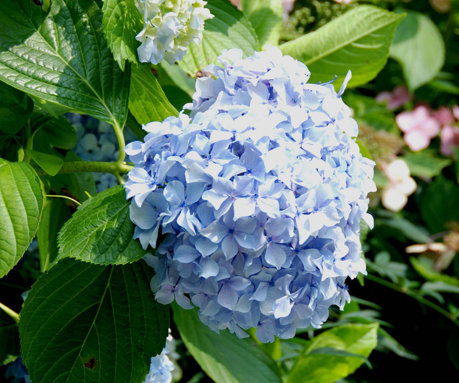 八仙花的花色是如何调色的